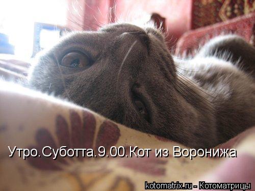 Котоматрица: Утро.Суботта.9.00.Кот из Воронижа
