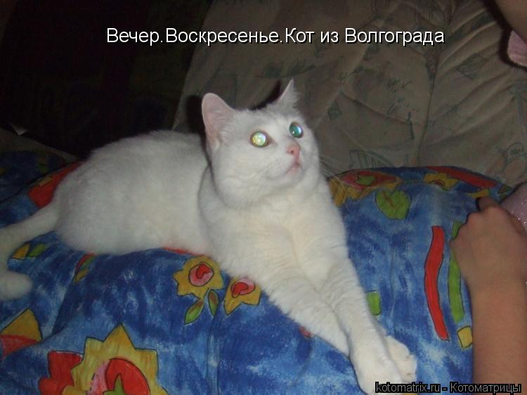 Котоматрица: Вечер.Воскресенье.Кот из Волгограда