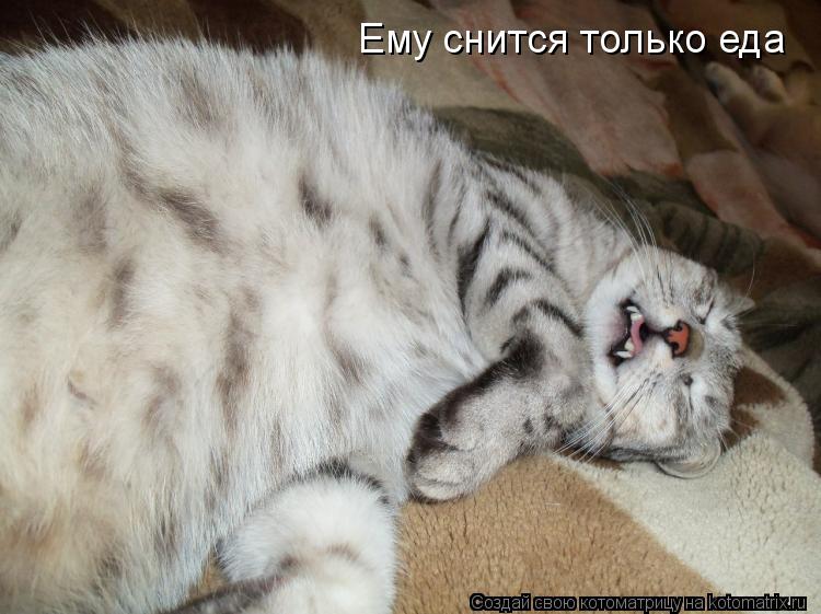 Котоматрица: Ему снится только еда
