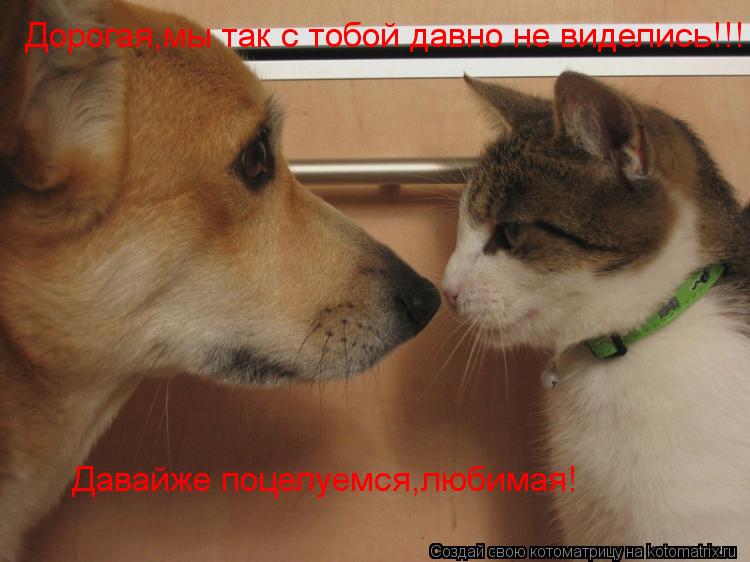 Котоматрица: Дорогая,мы так с тобой давно не виделись!!! Давайже поцелуемся,любимая!