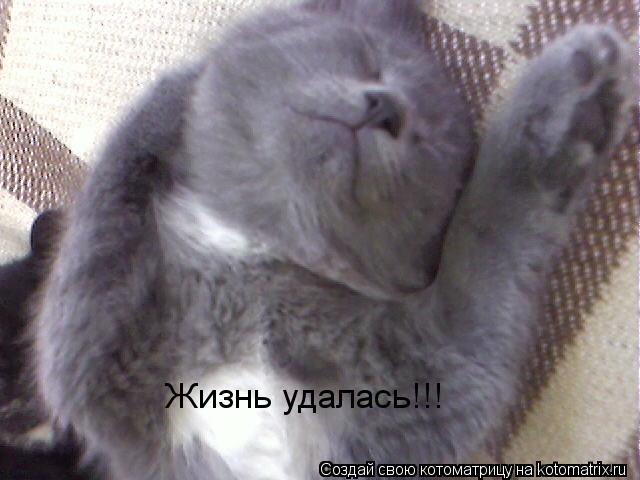 Котоматрица: Жизнь удалась!!!