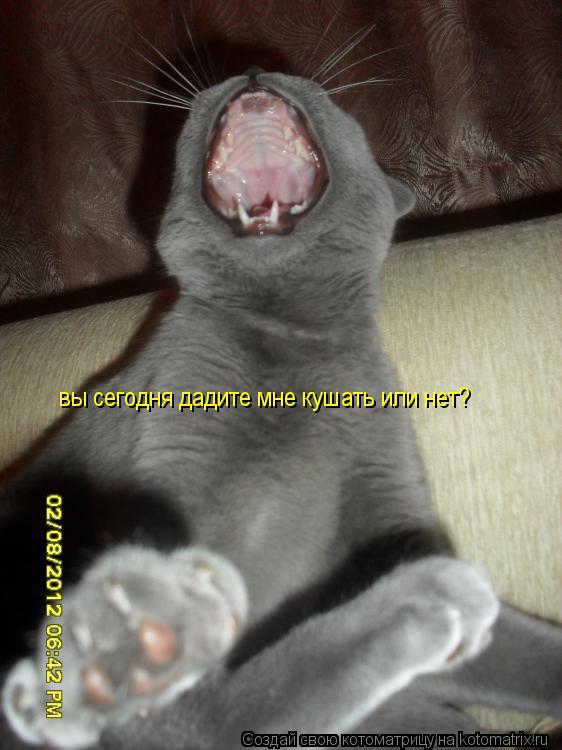 Котоматрица: вы сегодня дадите мне кушать или нет?