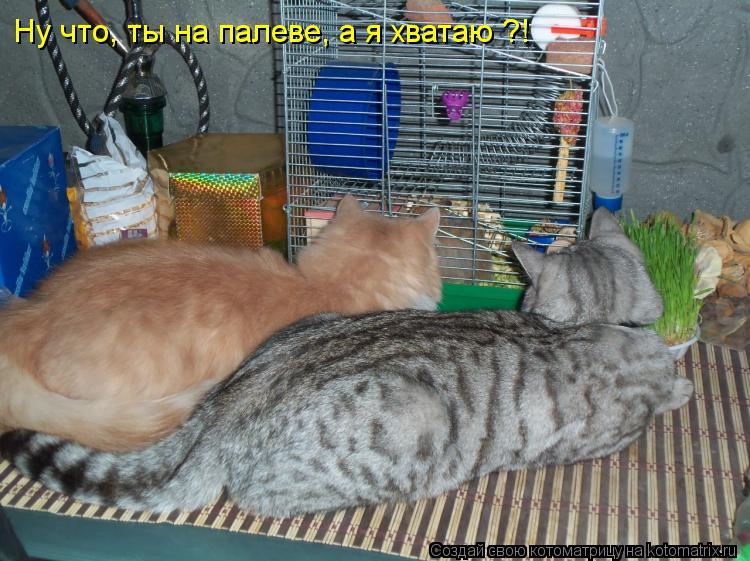 Котоматрица: Ну что, ты на палеве, а я хватаю ?!