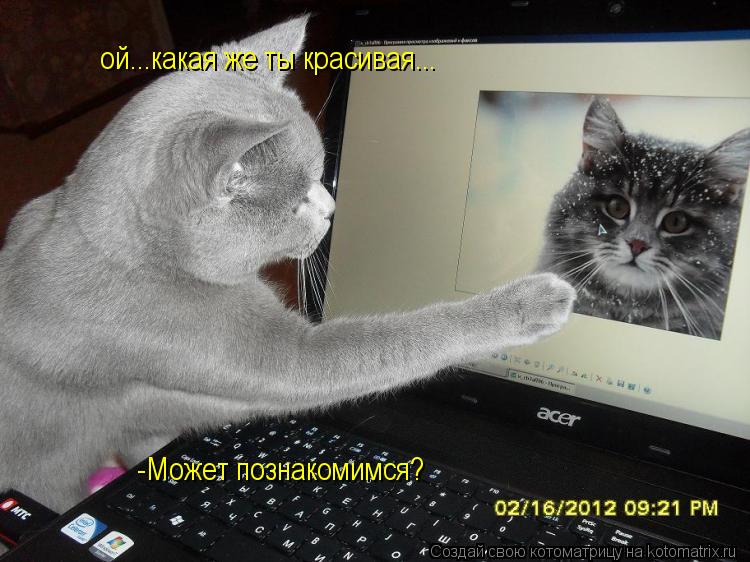 Котоматрица: ой...какая же ты красивая... -Может познакомимся?