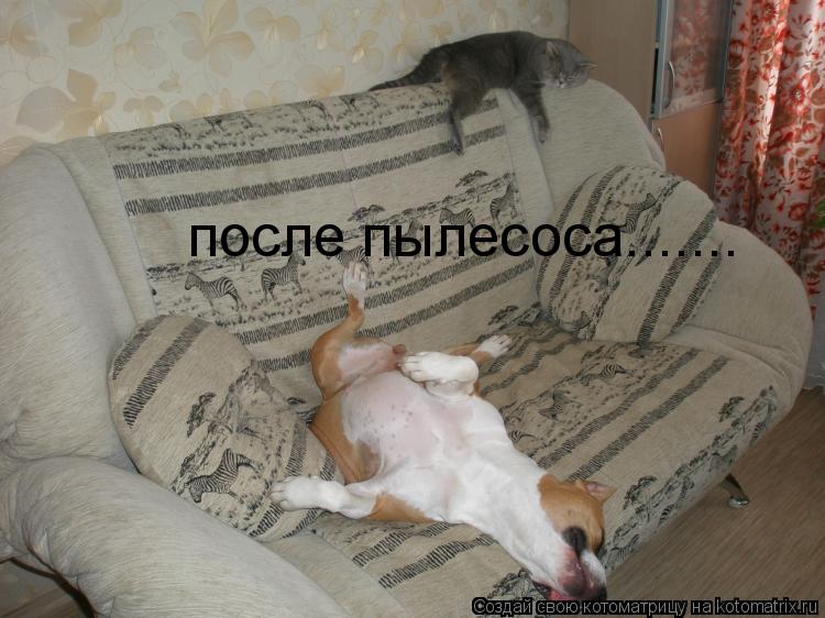 Котоматрица: после пылесоса.......