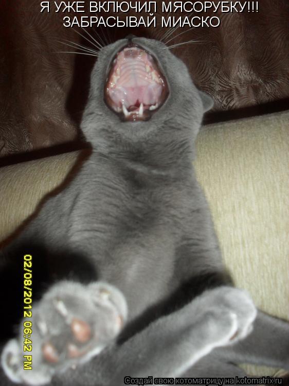 Котоматрица: Я УЖЕ ВКЛЮЧИЛ МЯСОРУБКУ!!!  ЗАБРАСЫВАЙ МИАСКО