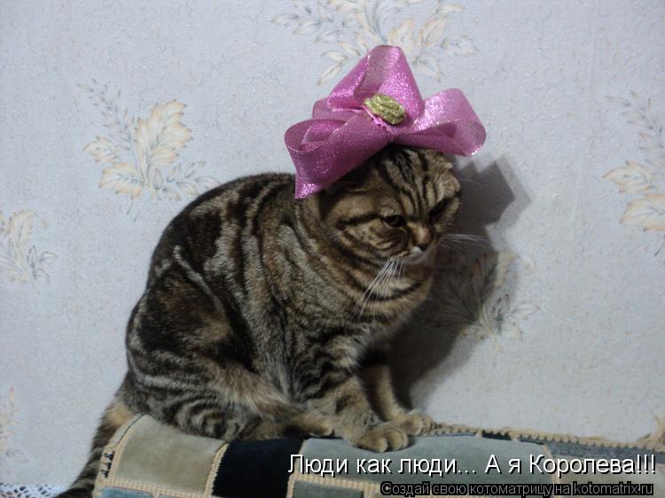 Котоматрица: Люди как люди... А я Королева!!!