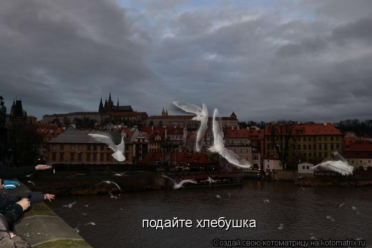 Котоматрица: подайте хлебушка