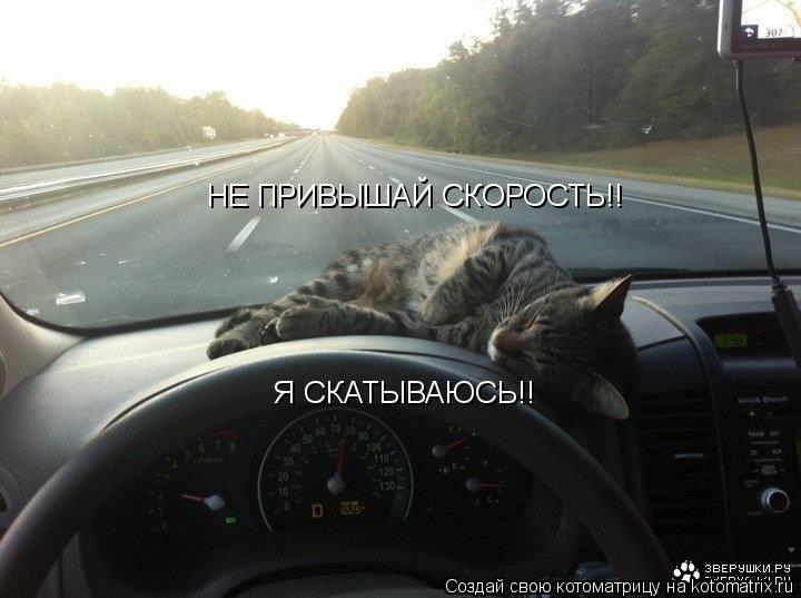 Котоматрица: НЕ ПРИВЫШАЙ СКОРОСТЬ!! НЕ ПРИВЫШАЙ СКОРОСТЬ!! Я СКАТЫВАЮСЬ!!