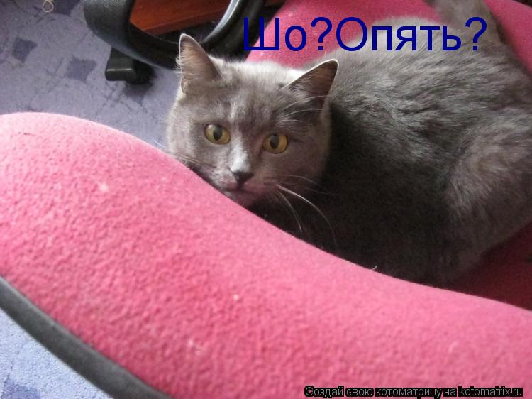 Котоматрица: Шо?Опять?