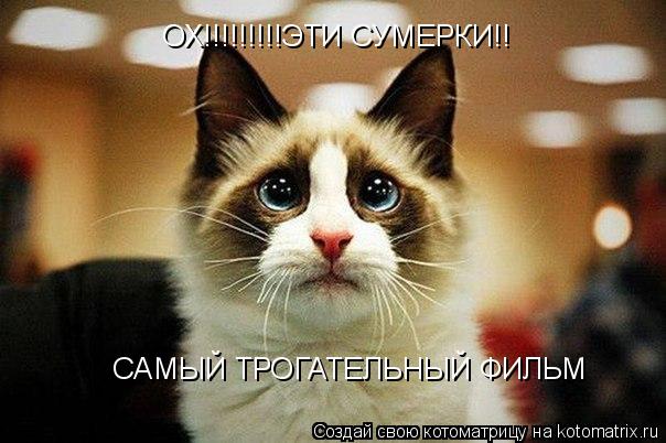 Котоматрица: ОХ!!!!!!!!!ЭТИ СУМЕРКИ!! САМЫЙ ТРОГАТЕЛЬНЫЙ ФИЛЬМ