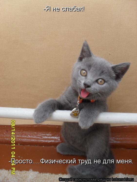 Котоматрица: -Я не слабак! -Просто....Физический труд не для меня.