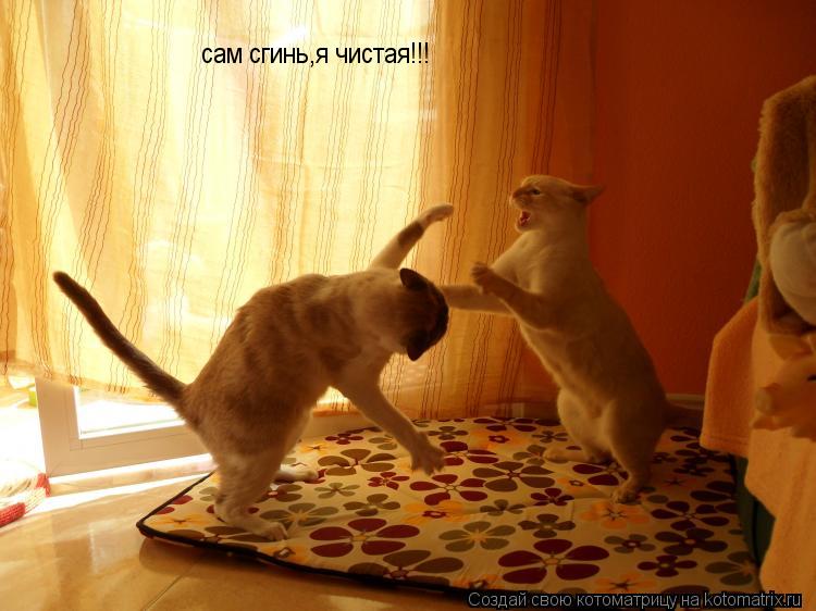 сам сгинь,я чистая!!!... Котоматрица: сам сгинь,я чистая!!!