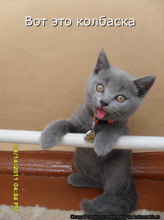 Котоматрица: Вот это колбаска