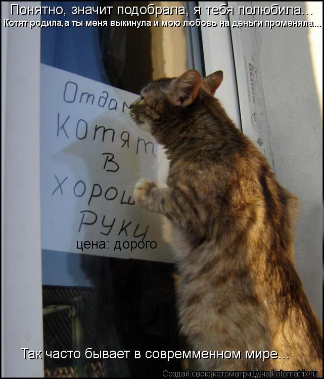 Котоматрица: цена: дорого Понятно, значит подобрала, я тебя полюбила... Котят родила,а ты меня выкинула и мою любовь на деньги променяла...  Так часто бывае