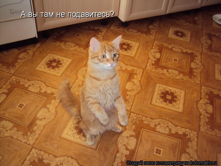 Котоматрица: А вы там не подавитесь?