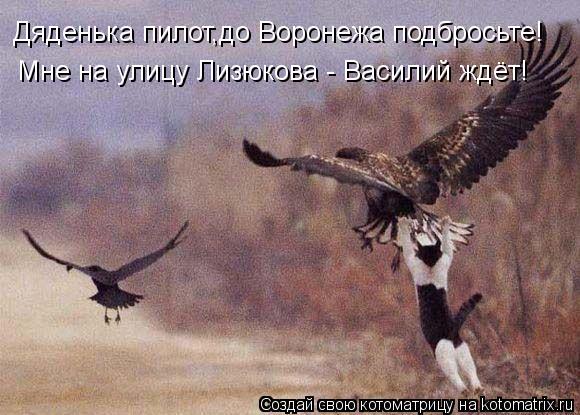 Котоматрица: Дяденька пилот,до Воронежа подбросьте! Мне на улицу Лизюкова - Василий ждёт!