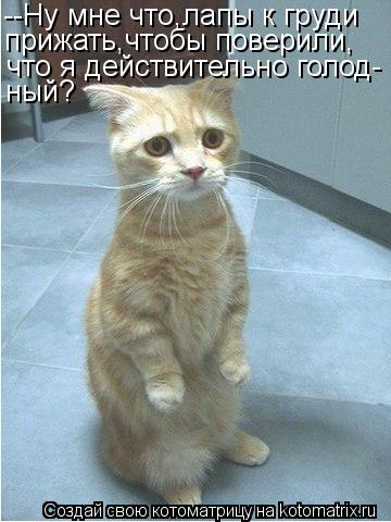 Котоматрица: --Ну мне что,лапы к груди прижать,чтобы поверили, что я действительно голод- ный?