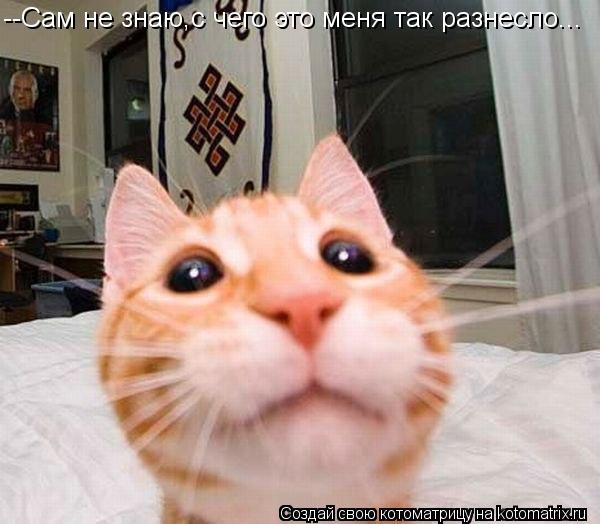 Котоматрица: --Сам не знаю,с чего это меня так разнесло...