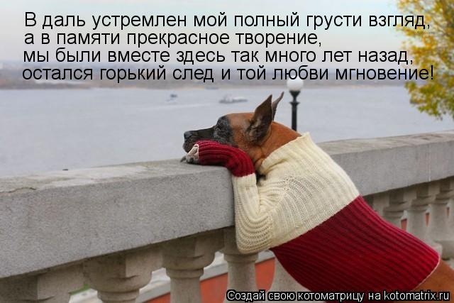 Котоматрица: В даль устремлен мой полный грусти взгляд, а в памяти прекрасное творение, мы были вместе здесь так много лет назад, остался горький след и т