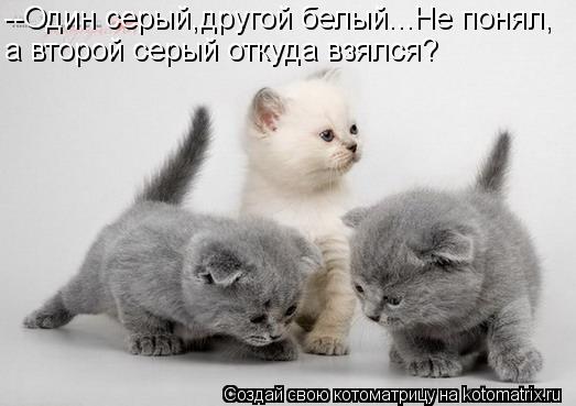 Котоматрица: --Один серый,другой белый...Не понял, а второй серый откуда взялся?