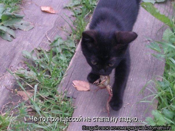 Котоматрица: Че-то принцессой не стала,ну ладно...
