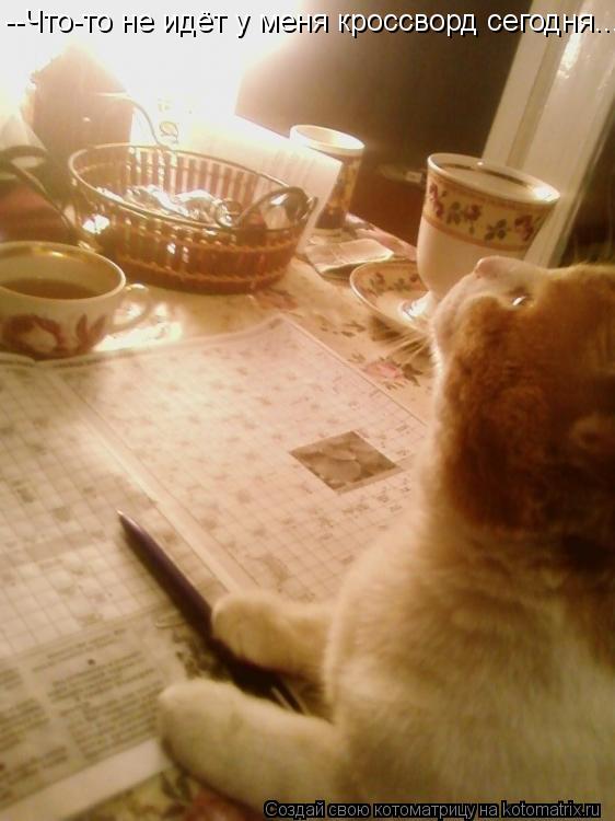 Котоматрица: --Что-то не идёт у меня кроссворд сегодня...