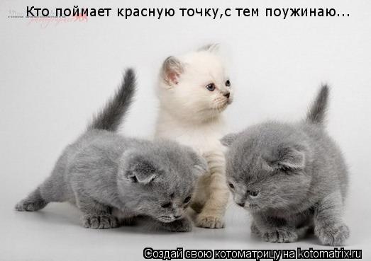 Котоматрица: Кто поймает красную точку,с тем поужинаю...