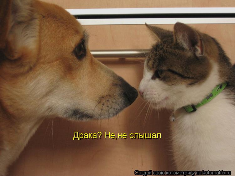 Котоматрица: Драка? Не,не слышал