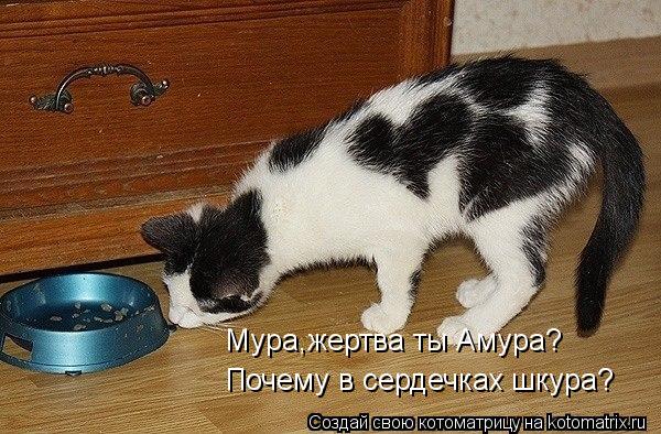 Мура,жертва ты Амура? Почему в сердечках шкура?... Котоматрица: Мура,жертва ты Амура? Почему в сердечках шкура?