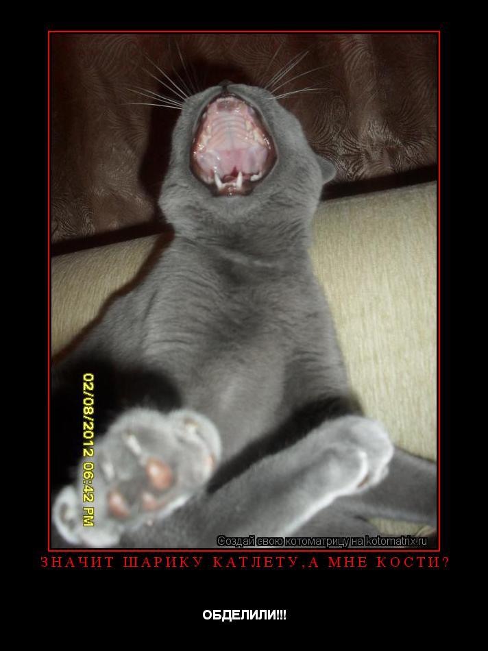 Значит Шарику катлету,а мне кости? ОБДЕЛИЛИ!!!... Котоматрица: Значит Шарику катлету,а мне кости? ОБДЕЛИЛИ!!!