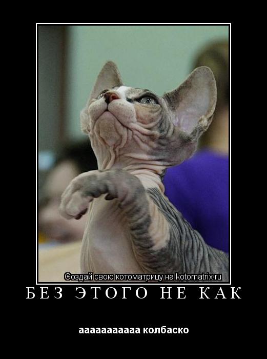 без этого не как ааааааааааа колбаско... Котоматрица: без этого не как ааааааааааа колбаско