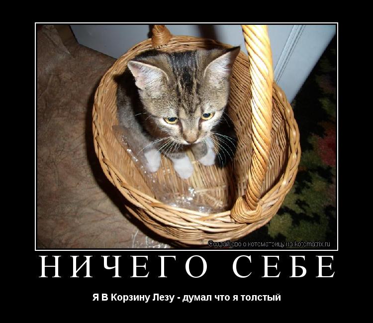 Котоматрица: Ничего себе Я В Корзину Лезу - думал что я толстый