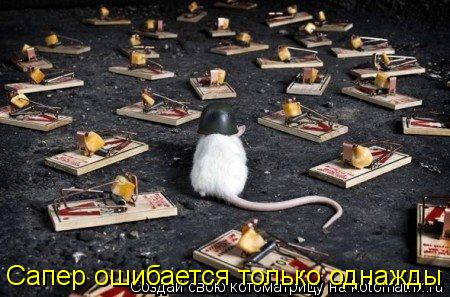 Котоматрица: Сапер ошибается только однажды