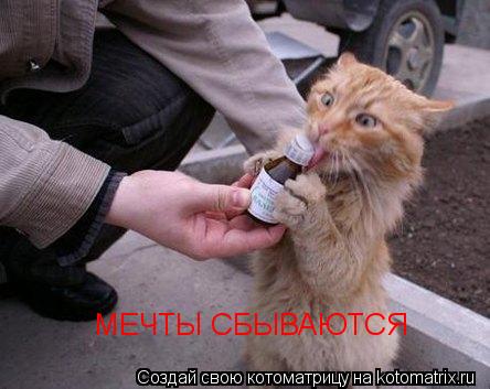 Котоматрица: МЕЧТЫ СБЫВАЮТСЯ