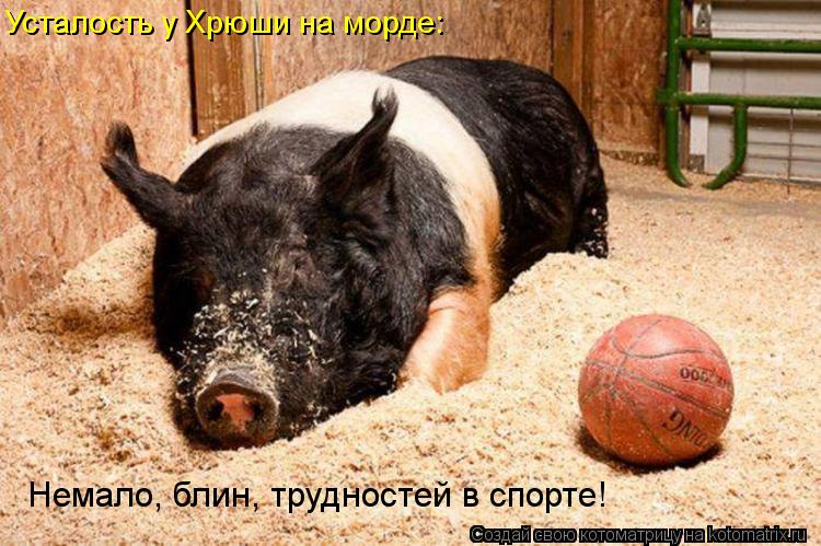 Котоматрица: Усталость у Хрюши на морде: Немало, блин, трудностей в спорте!