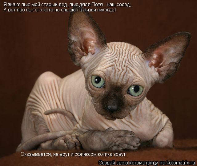 Котоматрица: Я знаю: лыс мой старый дед, лыс дядя Петя - наш сосед, Я знаю: лыс мой старый дед, лыс дядя Петя - наш сосед, А вот про лысого кота не слышал в жиз