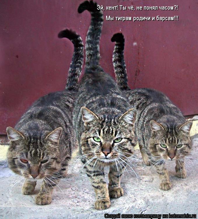 Котоматрица: Мы тиграм родичи и барсам!!! Эй, кент! Ты чё, не понял часом?!