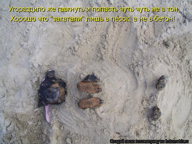 Котоматрица: Угораздило же гавкнуть и попасть чуть чуть не в тон,  Хорошо что "закатали" лишь в песок, а не в бетон!