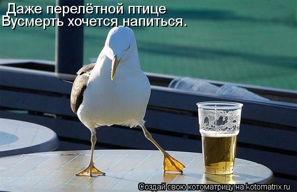 Котоматрица: ДЛаже перелётной птице Даже перелётной птице Вусмерть хочется напиться.