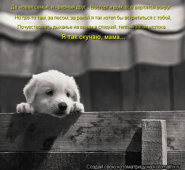 Котоматрица: Да, новая семья, я - верный друг... Восторг и шум, все вертятся вокруг... Но где-то там, за лесом, за рекой я так хотел бы встретиться с тобой, Почу