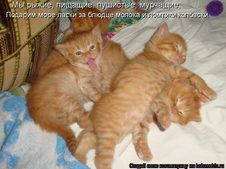 Котоматрица: Мы рыжие, пищащие, пушистые, мурчащие, Подарим море ласки за блюдце молока и ломтики колбаски.