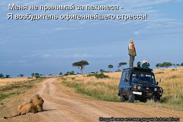 Котоматрица: Меня не принимай за пекинеса - Я возбудитель офигеннейшего стресса!