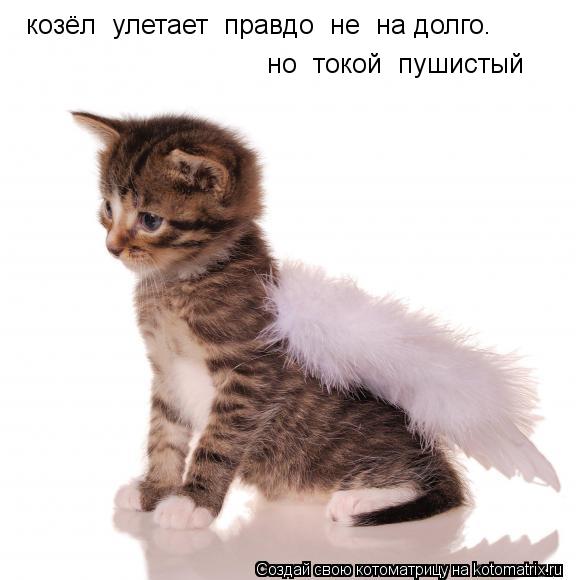 Котоматрица: козёл  улетает  правдо  не  на долго. но  токой  пушистый