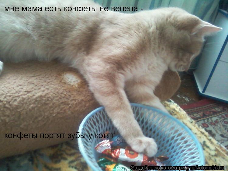 Котоматрица: мне мама есть конфеты не велела - конфеты портят зубы у котят