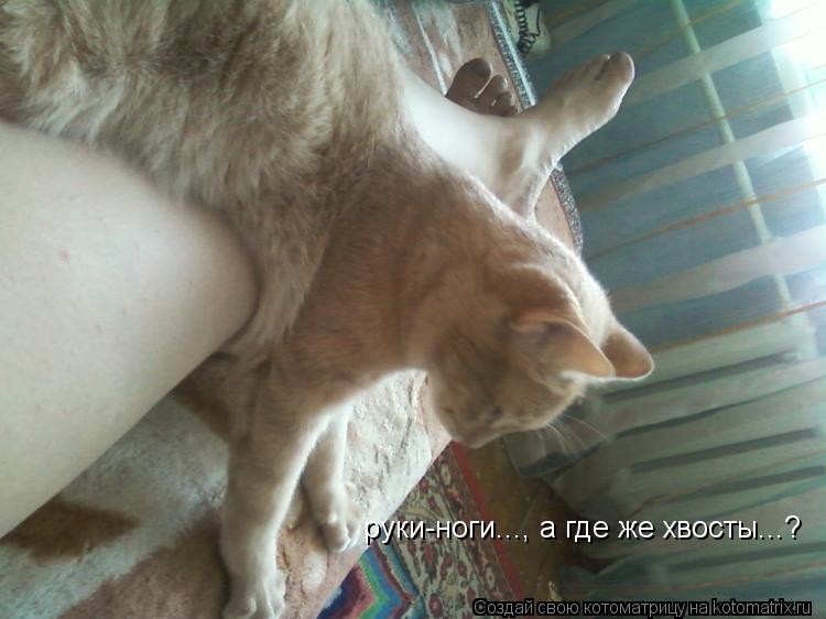 Котоматрица: руки-ноги..., а где же хвосты...?