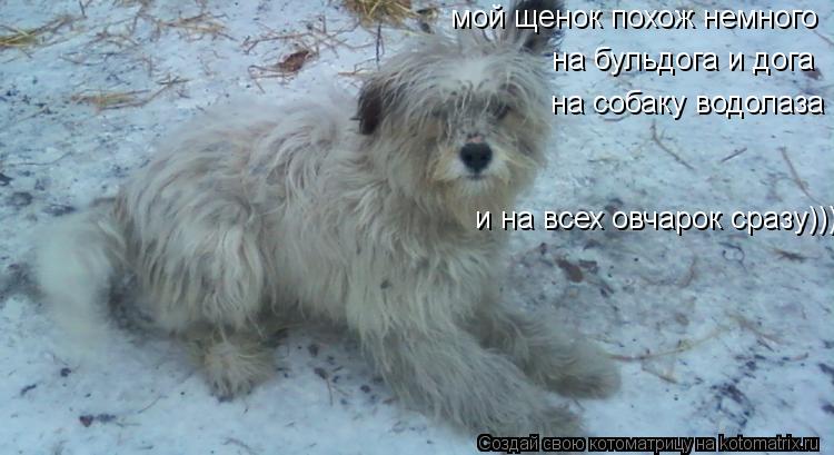 Котоматрица: мой щенок похож немного на бульдога и дога на собаку водолаза и на всех овчарок сразу)))
