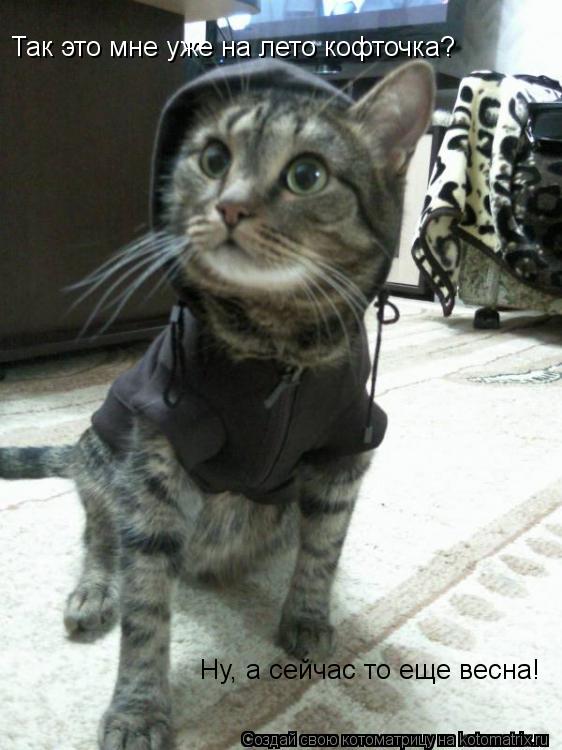 Котоматрица: Так это мне уже на лето кофточка? Ну, а сейчас то еще весна!