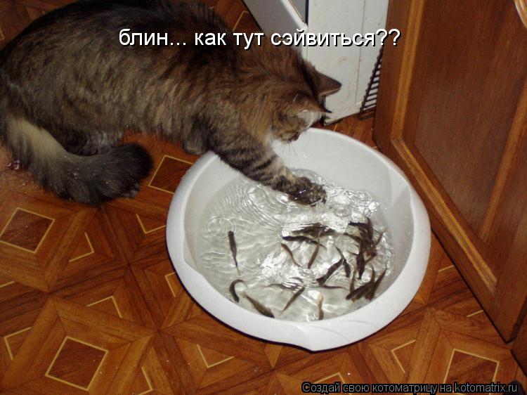 Котоматрица: блин... как тут сэйвиться??
