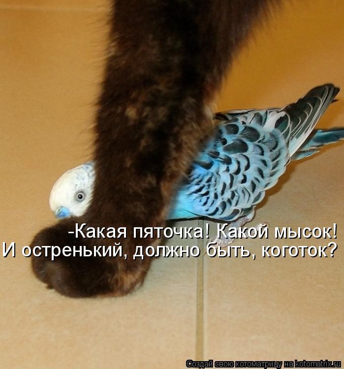 Котоматрица: -Какая пяточка! Какой мысок! И остренький, должно быть, коготок?